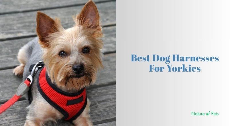 best dog harnesses for yorkies