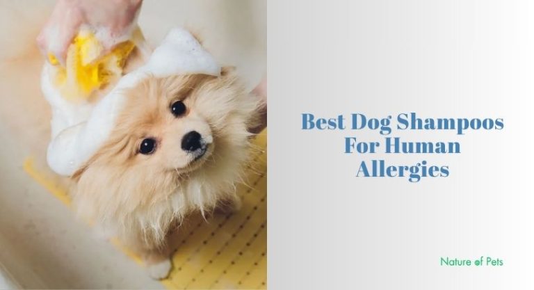 Can I Shampoo My Dog With Human Shampoo - Instagram