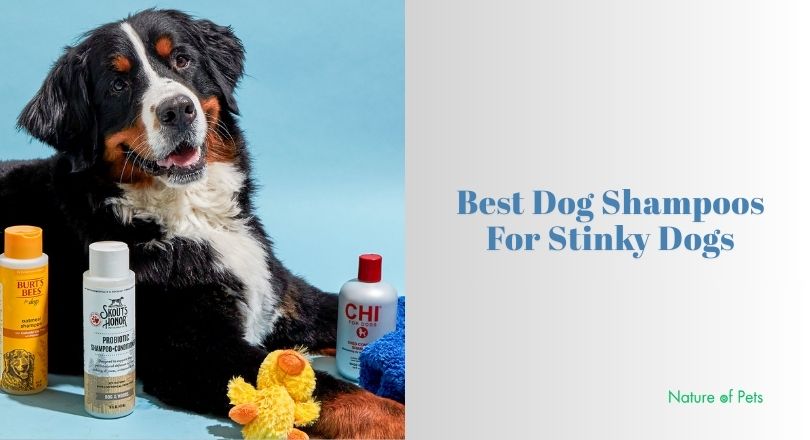 best dog shampoos for stinky dogs