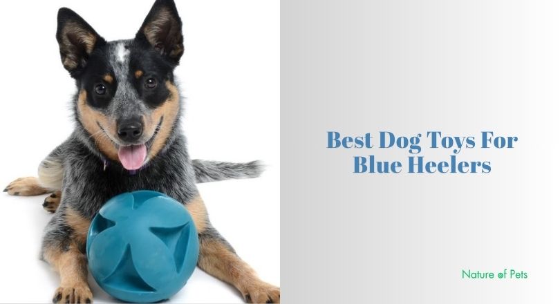 best dog toys for blue heelers