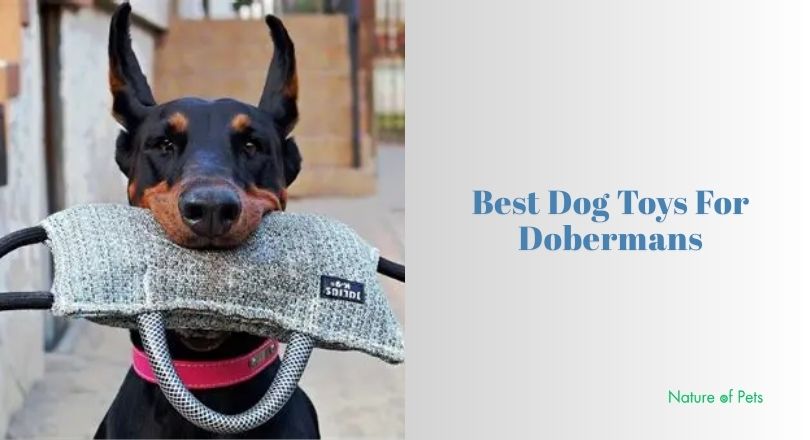 best dog toys for dobermans