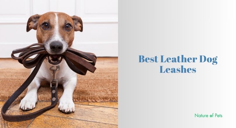 best leather dog leashes