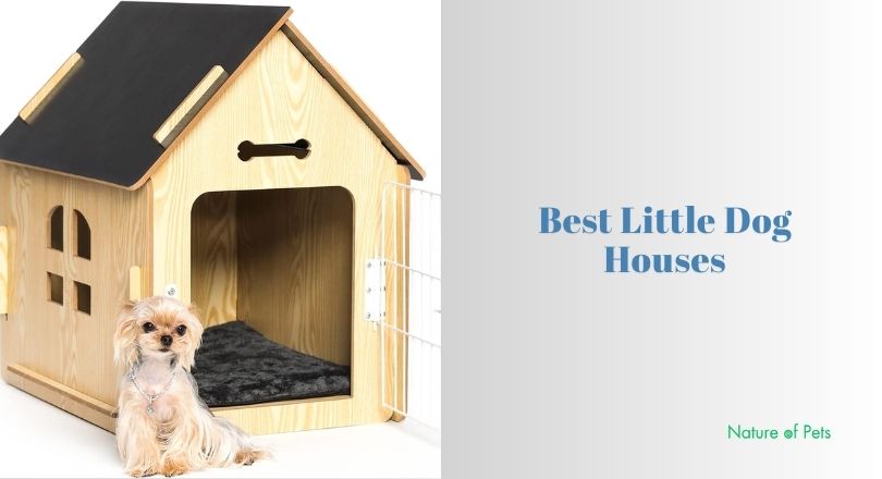 best little dog houses