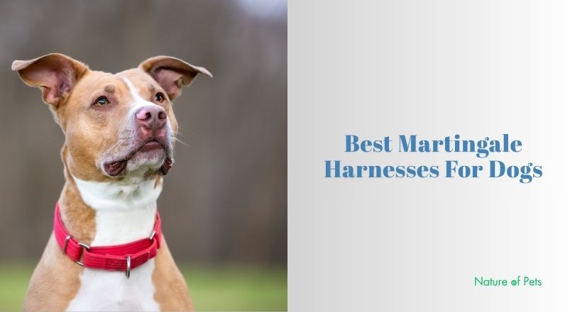 best martingale harnesses for dogs