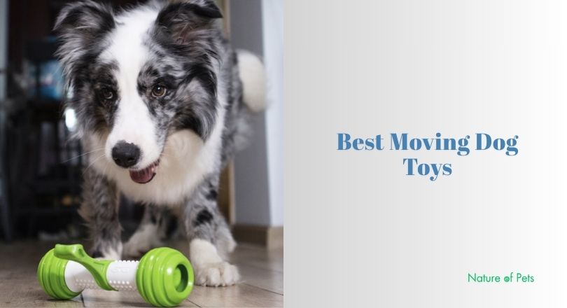best moving dog toys