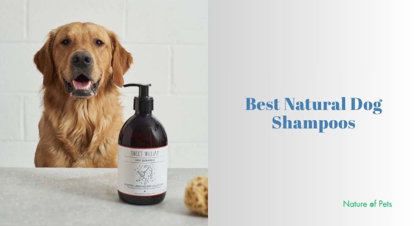 best natural dog shampoos