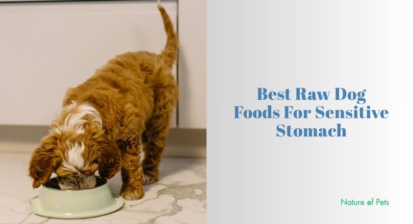 best raw dog foods for sensitive stomach