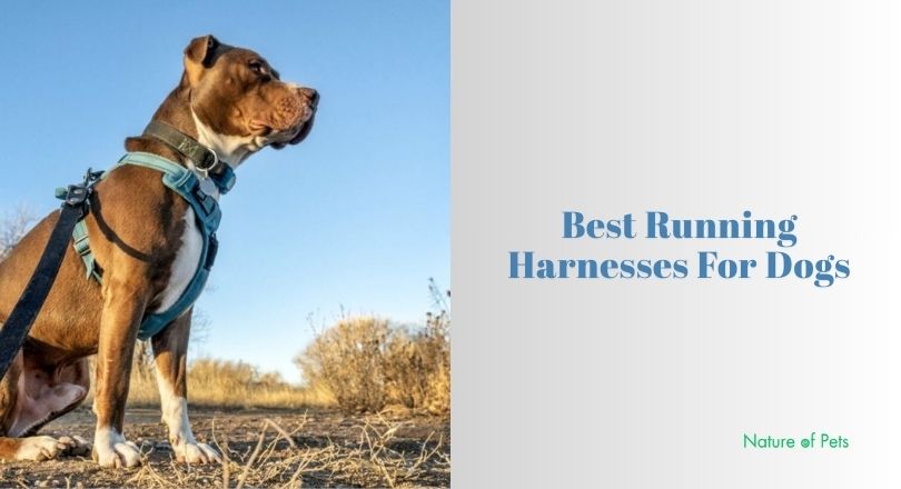 best running harnesses for dogs