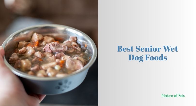 best senior wet dog foods