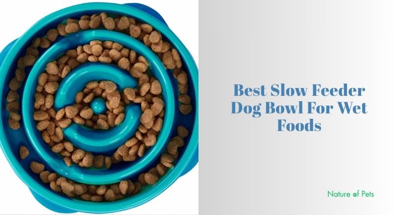 best slow feeder dog bowl for wet foods