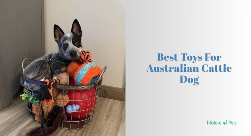 best toys for australian cattle dog