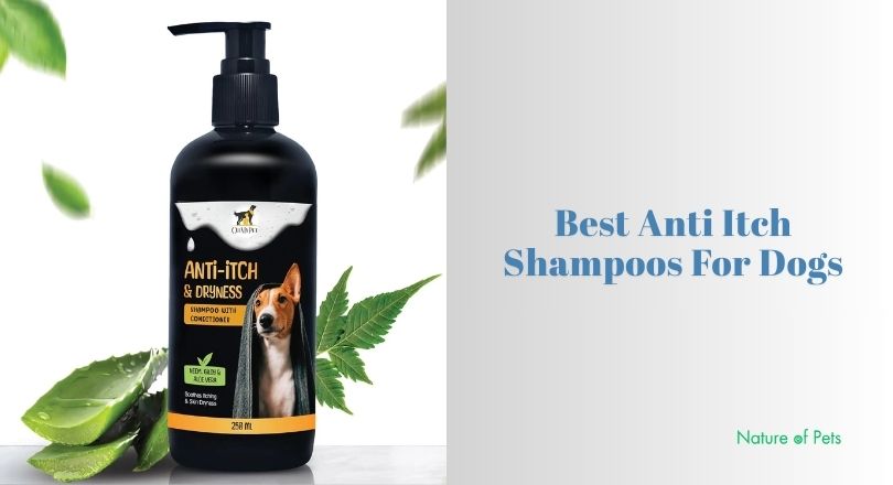 best anti itch shampoos for dogs