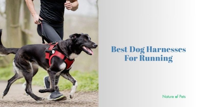 Curated visual reference: Fresh Look at The 12 Best Dog Harnesses For Running 2026 According To