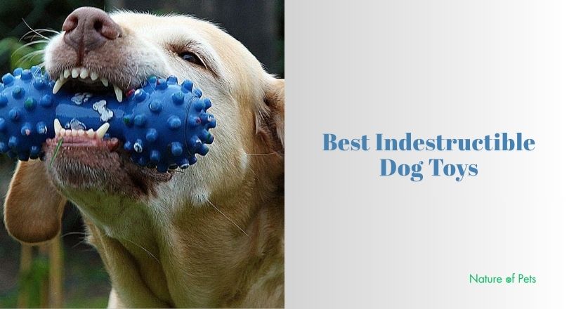 best indestructible dog toys