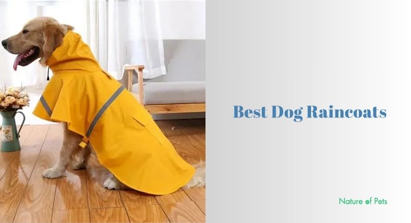 best dog raincoats