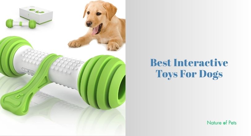 best interactive toys for dogs