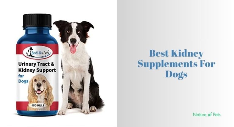 The 10 Best Kidney Supplements For Dogs In 2026 – Reviews And Guide ...