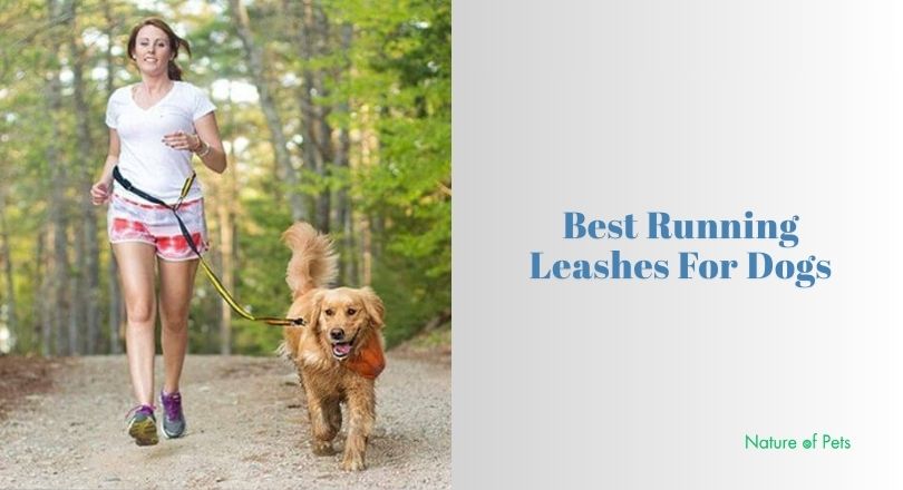 best running leashes for dogs