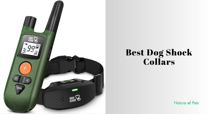best dog shock collars