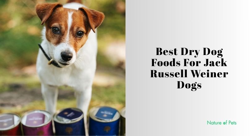 best dry dog foods for jack russell weiner dogs