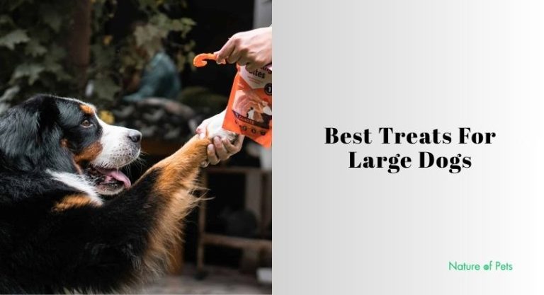 Our 10 Best Treats For Large Dogs 2026: Top Picks - [Nature of Pets]