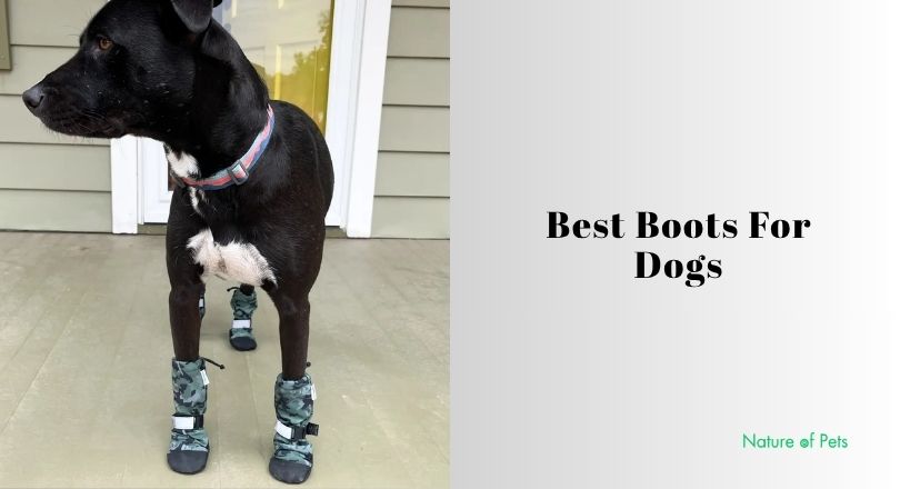 best boots for dogs