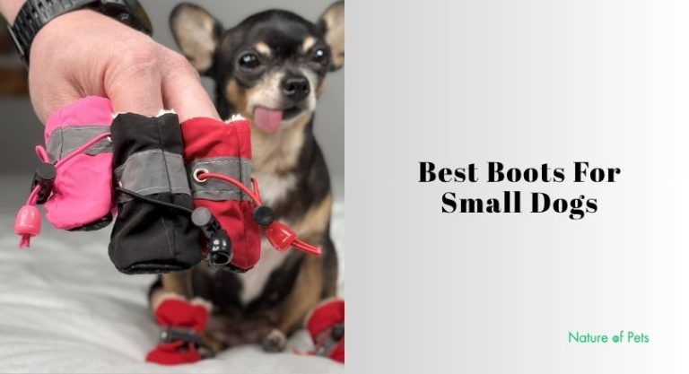 Our 10 Best Boots For Small Dogs To Buy In 2026 - [Nature of Pets]