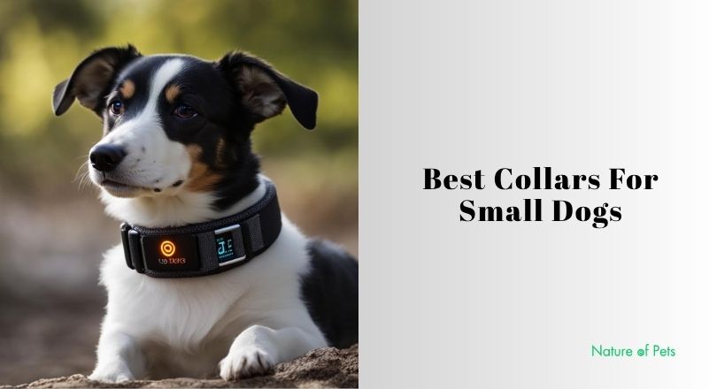 best collars for small dogs