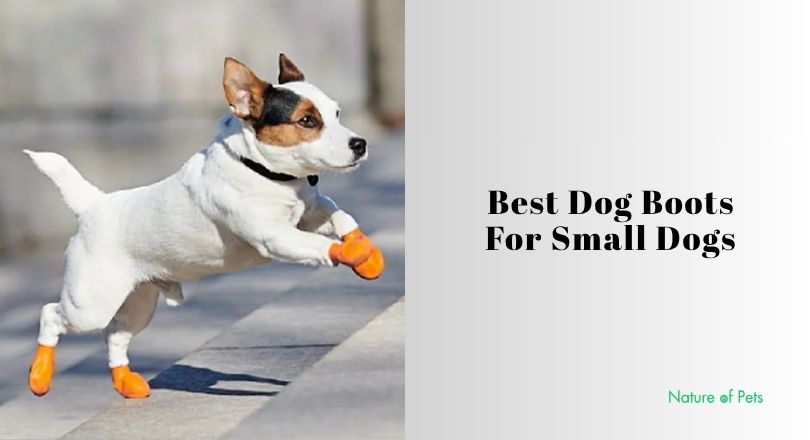 best dog boots for small dogs
