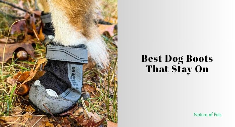 best dog boots that stay on