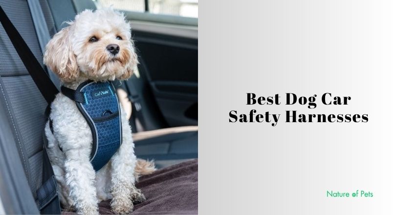 best dog car safety harnesses