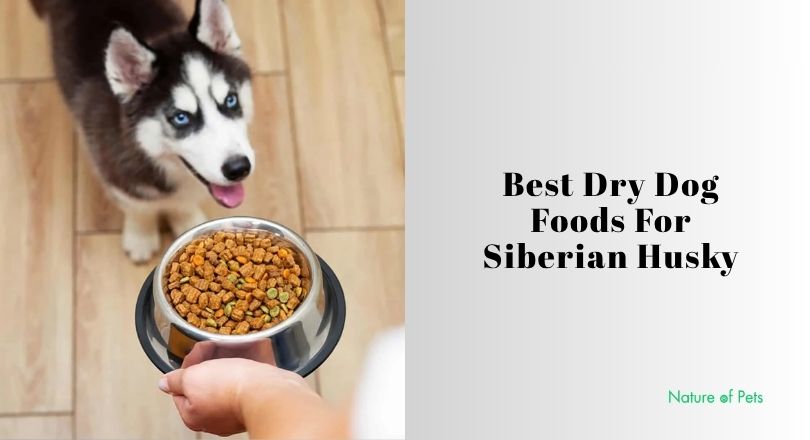 best dry dog foods for siberian husky
