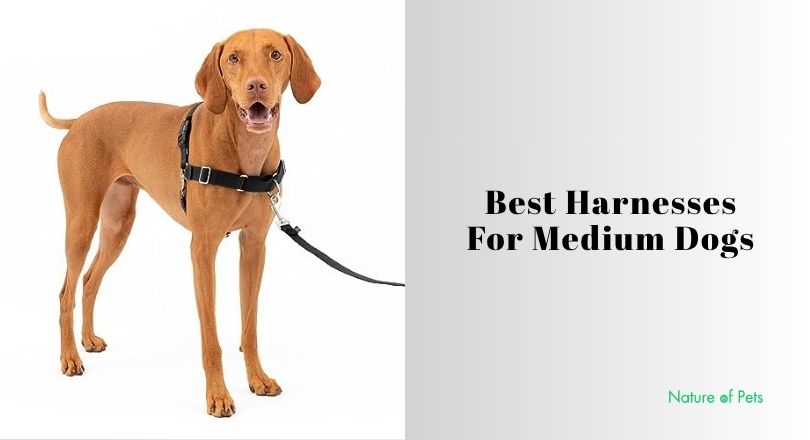 best harnesses for medium dogs