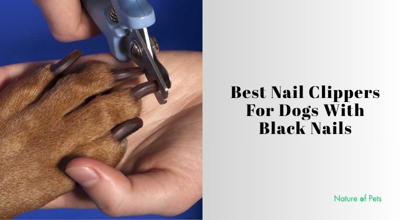 best nail clippers for dogs with black nails
