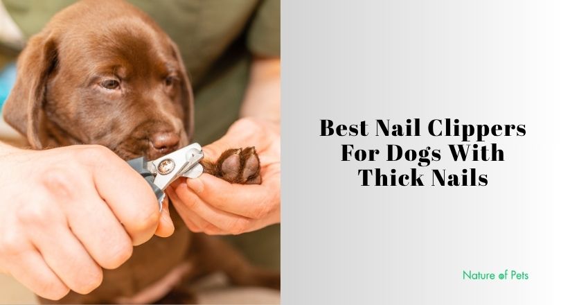 best nail clippers for dogs with thick nails