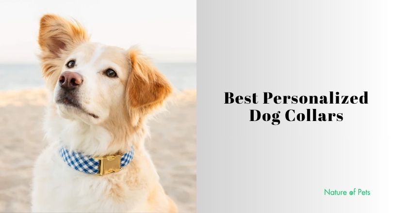 best personalized dog collars