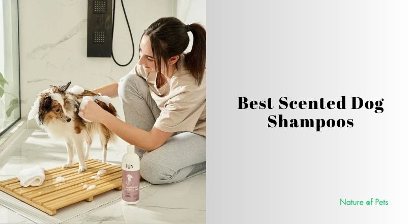 best scented dog shampoos