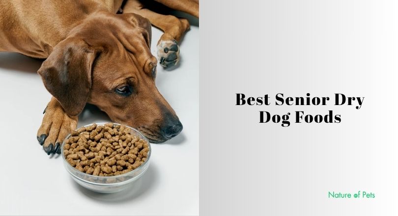 best senior dry dog foods