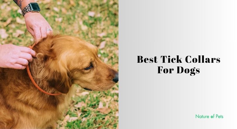 best tick collars for dogs