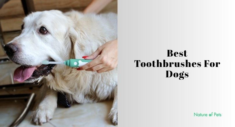 best toothbrushes for dogs