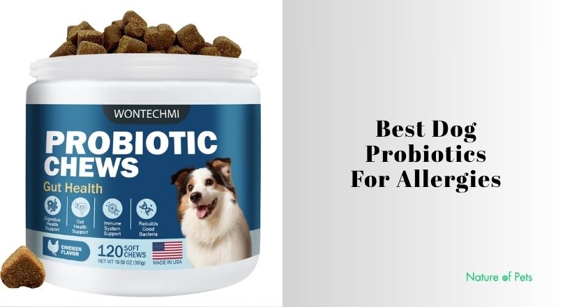 best dog probiotics for allergies