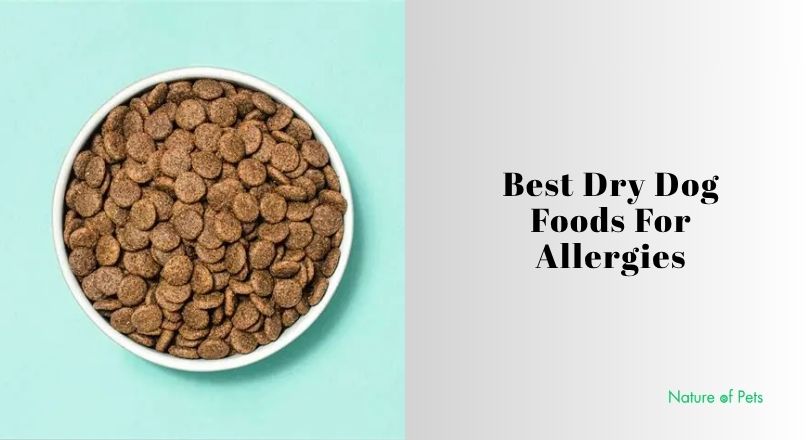 best dry dog foods for allergies