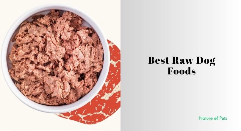 best raw dog foods